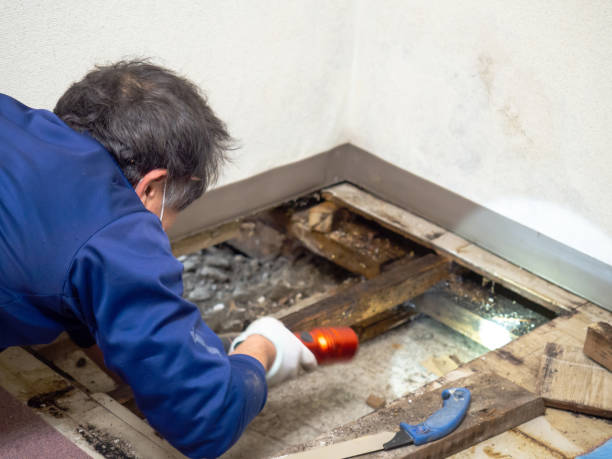 Mold Removal and Inspection in Emigsville, PA