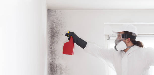 Best Attic Mold Removal  in Emigsville, PA